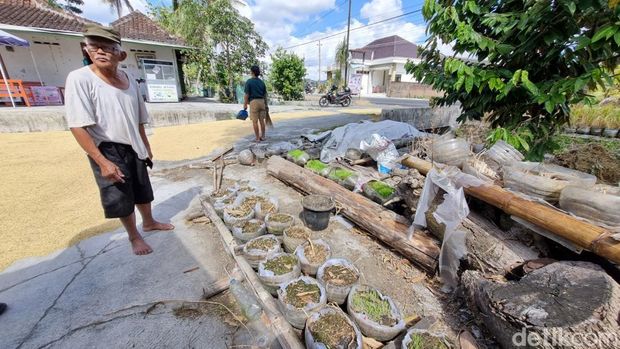 Sawah rongsok milik Suhantara di Ponjong Gunungkidul, Selasa (7/7/2026).