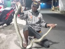 Ular Piton 3 Meter Ditangkap Lagi Incar Ayam di Jurangjero Klaten
