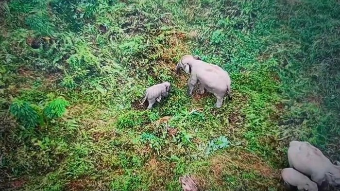 Anak gajah yang alami luka jerat di Tebo, Jambi, berangsur pulih dan bergabung ke kelompoknya
