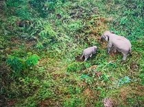 Anak Gajah yang Terjerat di Tebo Berangsur Pulih, Sudah Menjelajah