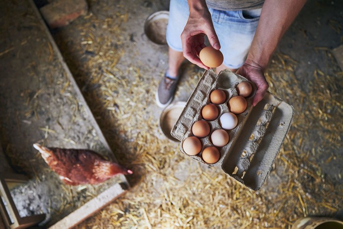 Ayam dan telur