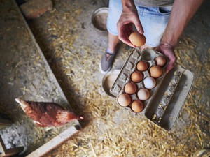 Dada Ayam vs Telur, Mana yang Lebih Tinggi Protein? Ini Perbandingannya