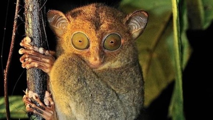 Horsfield’s Tarsius atau Tarsius Borneo. (Istimewa/iNaturalist)