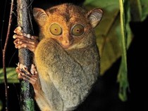 Berkenalan dengan Tarsius Borneo, Primata Mungil Penghuni Hutan Kalimantan