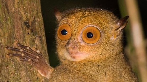 Horsfield's Tarsius atau Tarsius Borneo. (Istimewa/iNaturalist)
