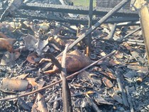 Kandang di Brebes Terbakar, 25 Kambing Mati Terpanggang