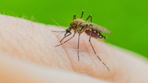 Video: Kembangkan Nyamuk Wolbachia demi Tekan Angka DBD