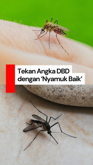 Video: Kembangkan Nyamuk Wolbachia demi Tekan Angka DBD