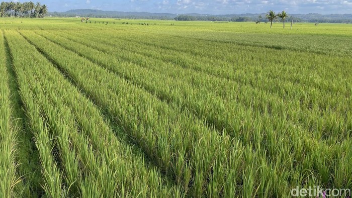 Kondisi sawah yang kekeringan di Pangandaran