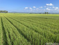 Jeritan Petani Pangandaran: Biaya Bengkak Demi Selamatkan Padi