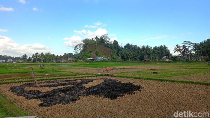 Lahan pertanian di Tasikmalaya yang belum digarap kembali usai panen.