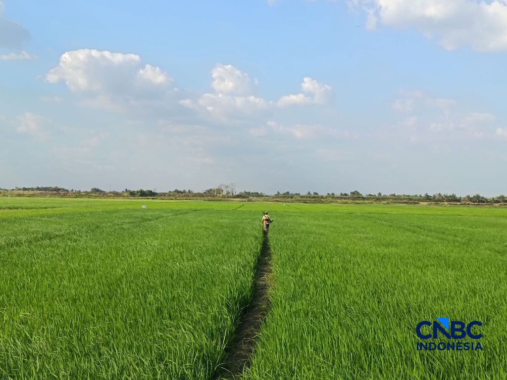 Petani di Desa Candra Jaya, Distrik Kurik, Merauke, Papua Selatan, Minggu (5/7/2026). (CNBC Indonesia/Martyasari Rizky) Petani di Desa Candra Jaya, Distrik Kurik, Merauke, Papua Selatan, Minggu (5/7/2026). (CNBC Indonesia/Martyasari Rizky)