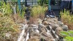 Hijaunya Padi Sawah Rongsok Mbah Suhan di Ponjong Gunungkidul