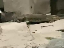 Geger Buaya 1,5 Meter Masuk Permukiman Warga di Palu