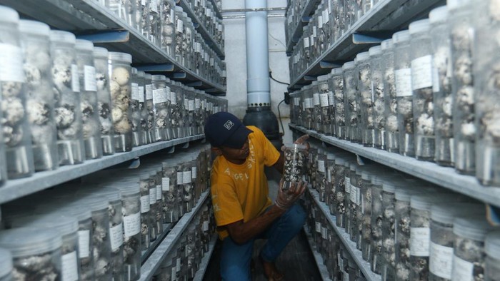 Tukik jenis lekang (Lepidochelys olivacea) yang berhasil ditetaskan dengan metode Inkubasi Buatan (Intan) Ruang berada di dalam Intan Box di fasilitas milik Banyuwangi Sea Turtle Foundation (BSTF), Banyuwangi, Jawa Timur, Kamis (9/7/2026). Sejak awal musim penyu bertelur pada April hingga Juli 2026, BSTF telah menyelamatkan 206 sarang yang berisi sekitar 20 ribu butir telur penyu lekang dari kawasan pantai di wilayah Banyuwangi, dengan 20 sarang di antaranya berhasil ditetaskan menggunakan metode penetasan tanpa pasir (Intan Ruang) yang memiliki tingkat keberhasilan rata-rata mencapai 85 persen, lebih tinggi dibandingkan metode penetasan semi-alamiah di pasir yang rata-rata sebanyak 50 persen. ANTARA FOTO/Budi Candra Setya/kye