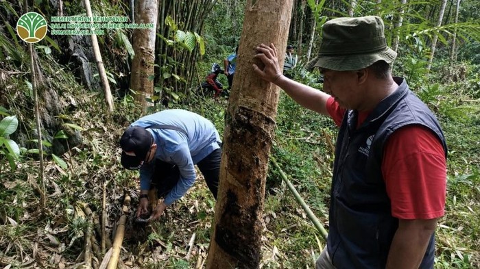 BKSDA Sumsel cek jejak kaki diduga harimau Sumatera di Muratara