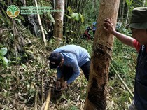 Warga Temukan Jejak Diduga Harimau Sumatera di Muratara, BKSDA Telusuri