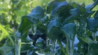 Daun-daun sampai Membeku, Suhu Dieng Capai -6 Derajat Celcius