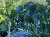 Daun-daun sampai Membeku, Suhu Dieng Capai -6 Derajat Celcius