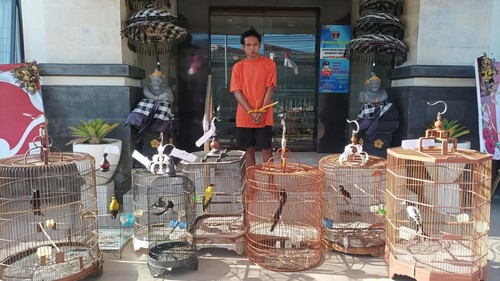 HL (33), spesialis pencuri burung di rumah-rumah warga, ditangkap Polsek Denpasar Barat. (Dok. Polresta Denpasar)