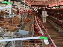 Napi di Lapas Ciangir Dilatih Urus Ternak, Produknya Sampai Disuplai ke Hotel