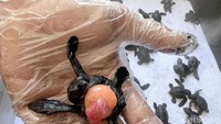 Banyuwangi menjadi satu-satunya kabupaten di Indonesia yang menjadi habitat pendaratan 4 jenis penyu sekaligus dari total 7 spesies yang ada di dunia. Ada Penyu Hijau (Chelonia mydas), Penyu Belimbing (Dermochelys coriacea), Penyu Sisik (Eretmochelys imbricata) dan Penyu Lekang (Lepidochelys olivacea).