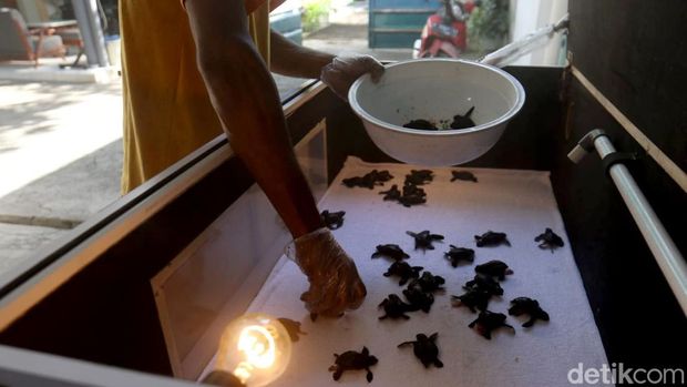 Melihat rumah penetasan penyu di Banyuwangi