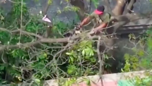 Pucuk pepohonan di tepi Kali Sunter, Jakut dipenuhi sampah layang-layang. Kertas layangan tersebut terlihat banyak tergantung di dahan dan dedaunan. (dok Sudin Tamhut JU)