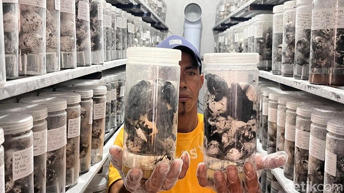 Rumah penetasan penyu di Banyuwangi yang mampu menampung 20 ribu telur penyu. Terbesar di dunia.