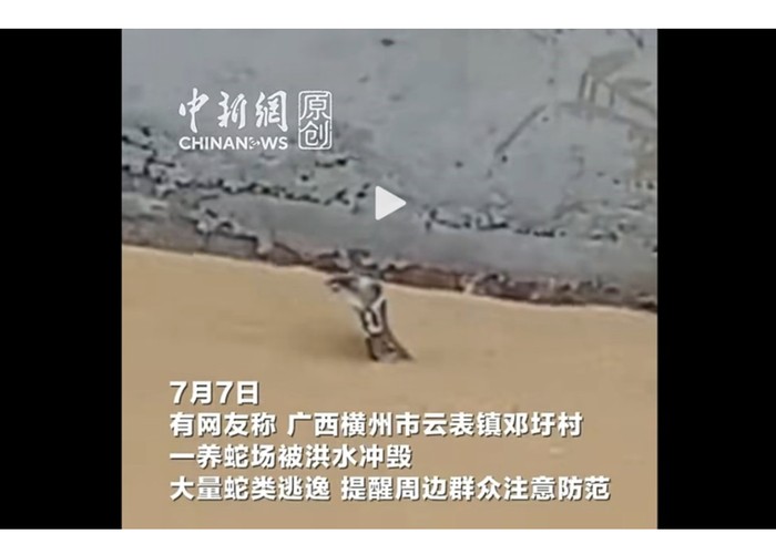 Ular di China