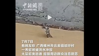 Ngeri! Ratusan Ular Termasuk Kobra Lepas Akibat Banjir di China