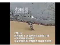 Teror 900 Ular yang Lepas Usai Banjir Menerjang China