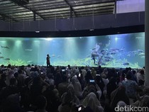 Akuarium Pangandaran Sulap Dunia Bawah Laut Jadi Arena Pesta Bola