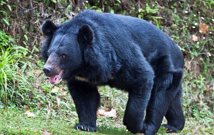 7 Daging Ekstrem yang Dimakan di Dunia, Ada Kanguru hingga Beruang Hitam