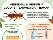 Infografis: Bentuknya Mirip Kalajengking, Begini Cara Mengusir Cocopet dari Rumah