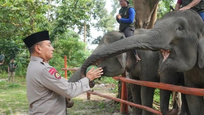 Kapolda Riau Irjen Pol Herry Heryawan mengunjungi Pusat Latih Gajah (PLG) Minas, Kabupaten Siak, Jumat (10/7/2026).