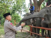Kunjungi PLG Minas, Kapolda Riau Ajak Masyarakat Perkuat Konservasi Gajah