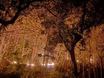 3 Hektare Lahan di Hutan Ponorogo Terbakar, Diduga gegara Puntung Rokok