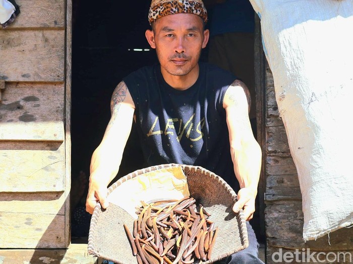 Petani Malinau tunjukkan hasil panen vanili.