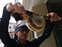 Relokasi Lebah Perkotaan, Cara Singapura Menjaga Keseimbangan Alam