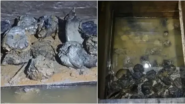 Temuan Makanan Kuno Masih Utuh,