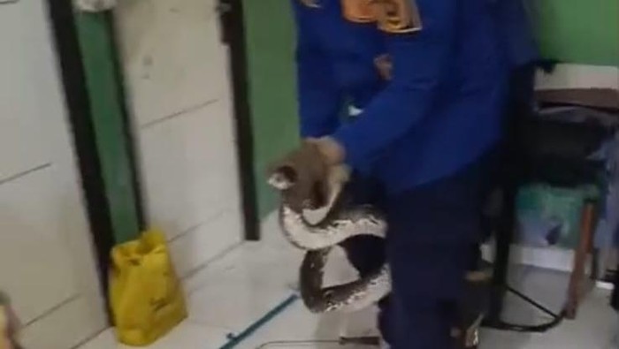 Damkar evakuasi seekor ular sanca di Tajurhalang, Kabupaten Bogor
