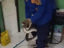 Ngeri! Ular Sanca Nangkring di Kamar Mandi Bikin Panik Warga di Bogor