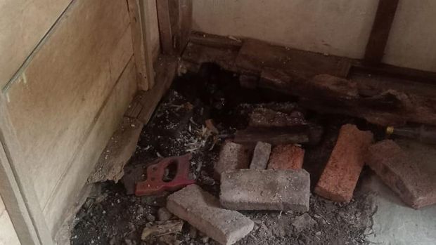 Evakuasi belasan anakan ular kobra di salah satu rumah warga wilayah Bogosari, Guntur, Demak, Sabtu (11/7/2026).
