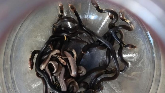 Evakuasi belasan anakan ular kobra di salah satu rumah warga wilayah Bogosari, Guntur, Demak, Sabtu (11/7/2026).