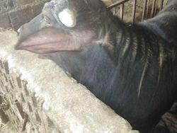 Jangan Lihat Sekali! Foto-foto Ini Bikin Mata dan Otak Terkecoh