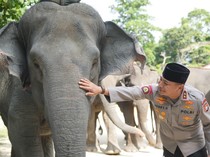 Dukung Inpres Prabowo, Green Policing Polda Riau Siap Kawal Pelestarian Gajah