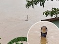Viral Video Ular Kobra Berkeliaran di Lokasi Banjir China