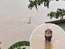 Horor Ratusan Korba Lepas Saat Banjir Terjang China