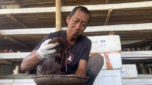 Wayan Pariata, petugas vermikompos di TPS3R Desa Gelgel Klungkung, Bali, tengah memproduksi pupuk organik dari cacing tanah, Sabtu (11/7/2026). (Fatih Kudus Jaelani/detikBali)